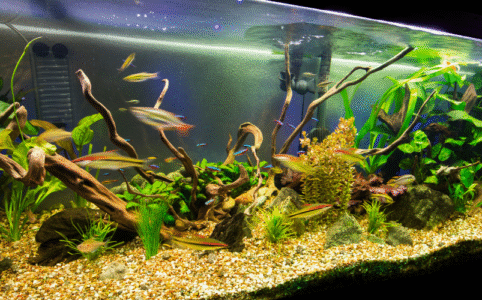 aquarium fish for sale