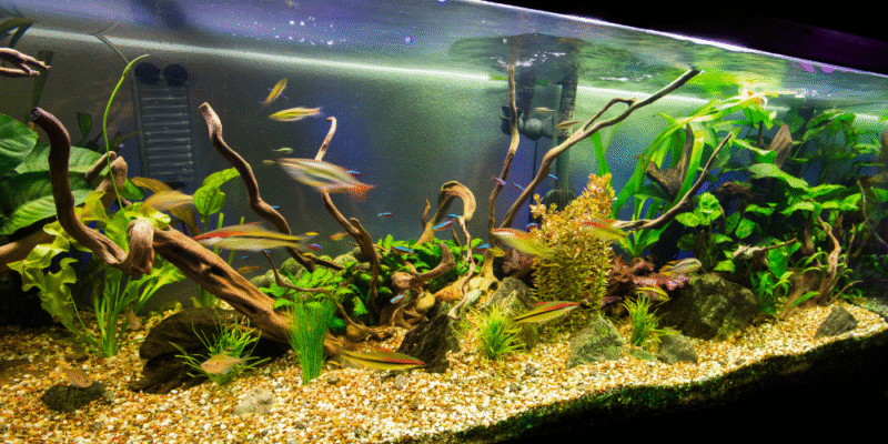 aquarium fish for sale